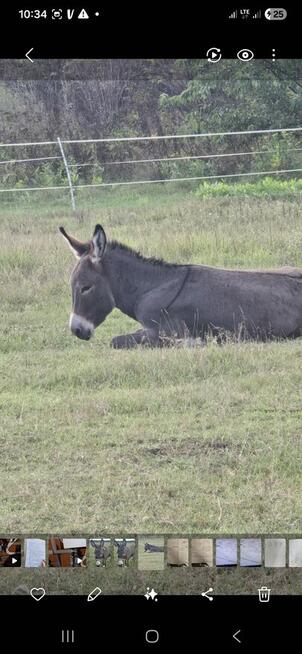 Sprzedam parke Osiolki ,nie spokrewnione z 2024
