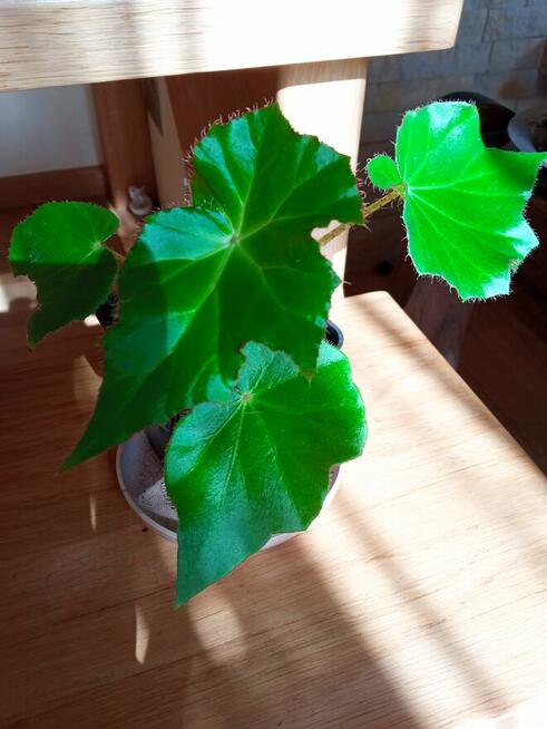 Begonia Silver Jewel-begonia zebra