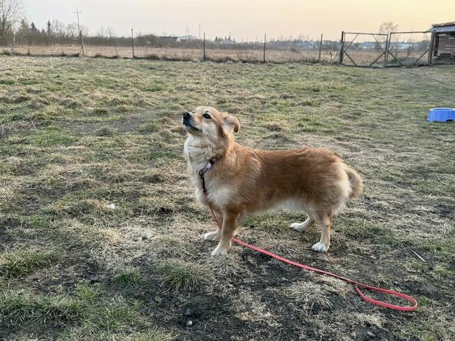 Pieski po stracie opiekunki czekają na nowy dom