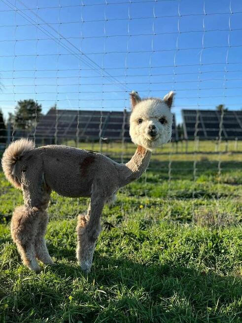 Wyjątkowa edukacja dla dzieci z udziałem koni.