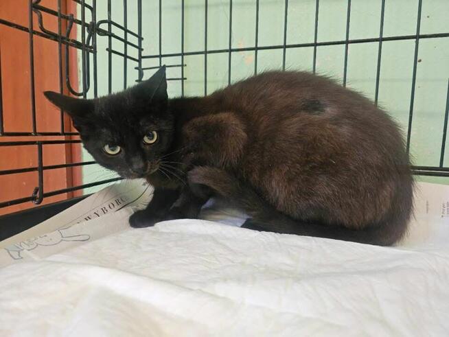 Oswojony młody kocurek szuka domu!