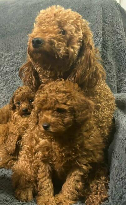 Pudel miniaturowy red