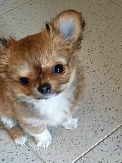 Prześliczna Puszysta Maleńka Chihuahua