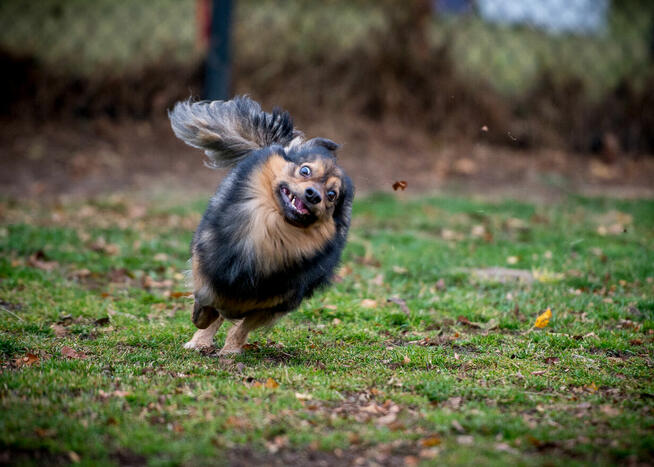 Radosny psiak w postaci MacGyvera poszukuje domu