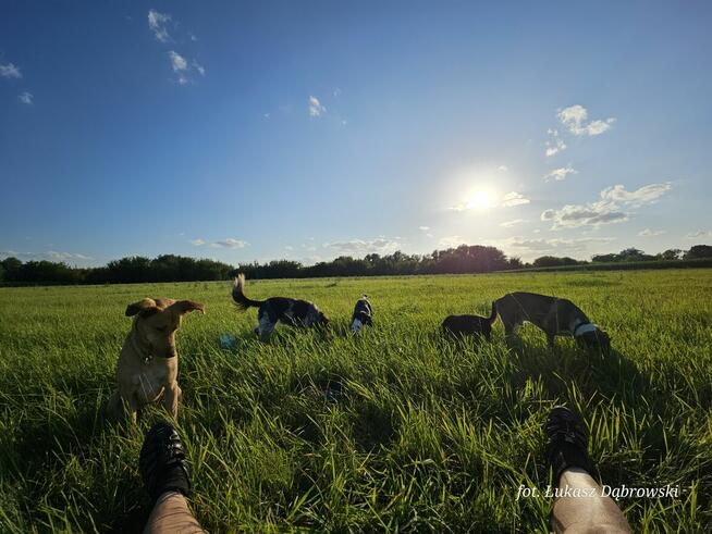 Behawiorysta/Trener psów