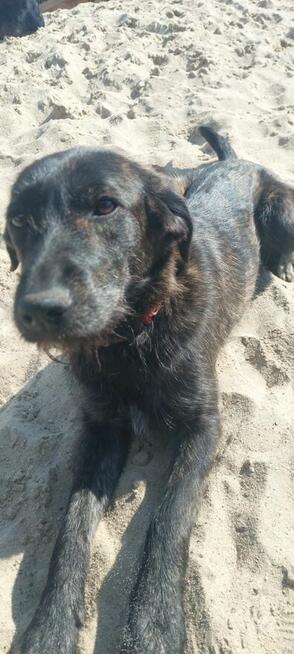 Beza - cudowna, młodziutka, niekonfliktowa sunia!