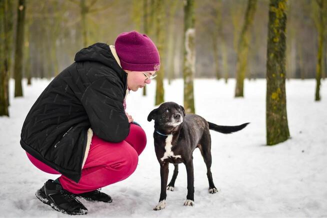 Waluś-nieśmiały średniej wielkości psiak do adopcji