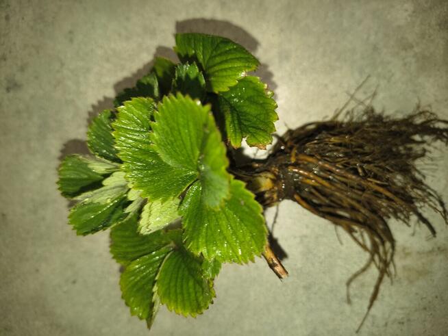 Sadzonki Truskawek 100% Ekologiczna uprawa w doniczkach lub