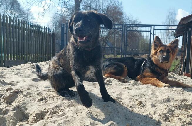 Beza - cudowna, młodziutka, niekonfliktowa sunia!