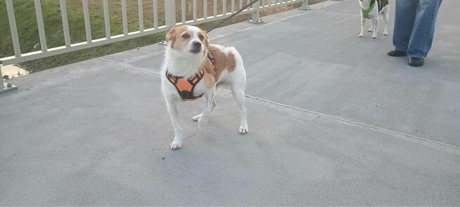 Kubuś-psiak w typie teriera czeka na spokojny dom- adopcja