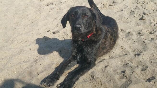 Beza - cudowna, młodziutka, niekonfliktowa sunia!