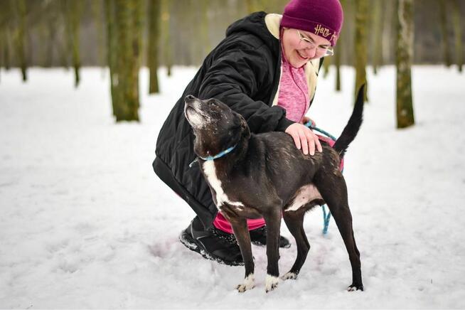 Waluś-nieśmiały średniej wielkości psiak do adopcji