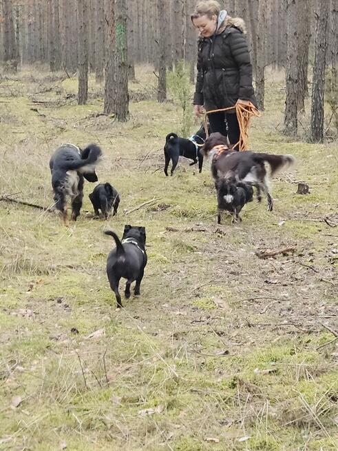 Behawiorysta/Trener psów