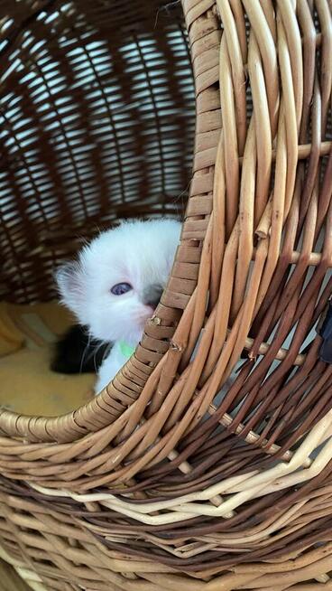 Kotki ragdoll miziaste i kochane do odbioru w czerwcu