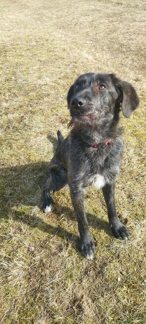 Beza - cudowna, młodziutka, niekonfliktowa sunia!