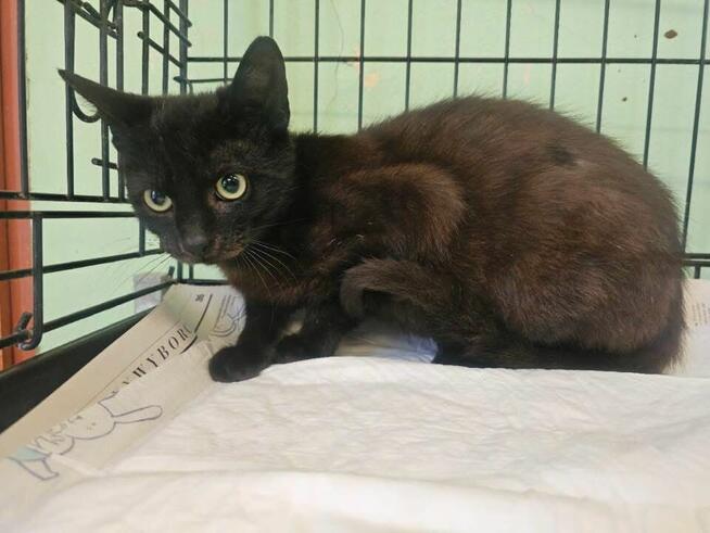 Oswojony młody kocurek szuka domu!