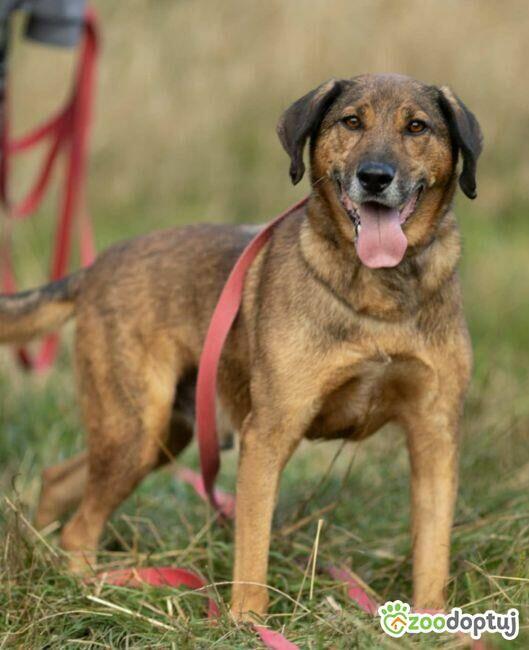 BODZIO - niezwykły, kochany psiak, którego nikt nie chce...