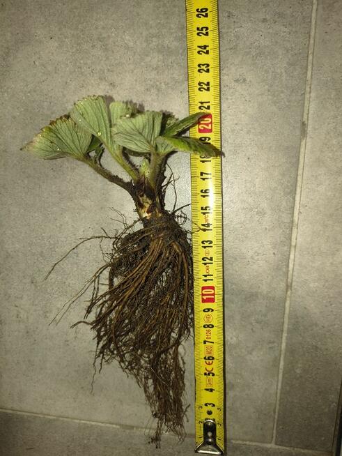 Sadzonki Truskawek 100% Ekologiczna uprawa w doniczkach lub