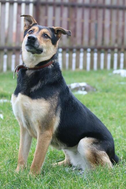 Ta piękność poszukuje domu - przygarniesz Sarę?