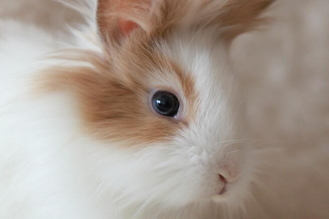 Króliki Miniaturki Małe 4 Sztuki Urocze i Piękne