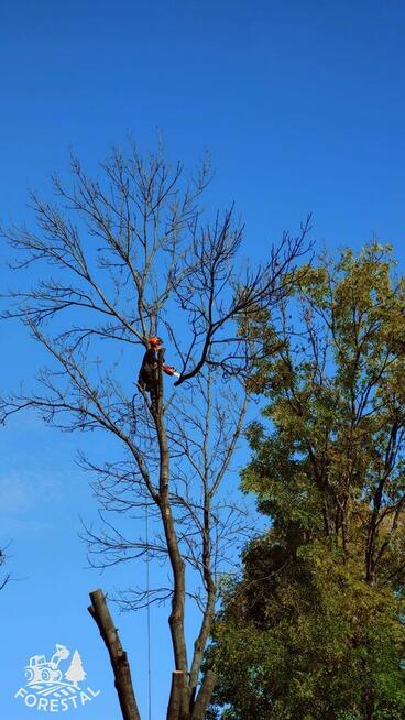 Czyszczenie działek, wycinka drzew, Mulczowanie, Korzeni