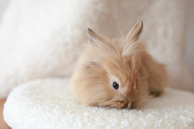 Króliki Miniaturki Małe 4 Sztuki Urocze i Piękne