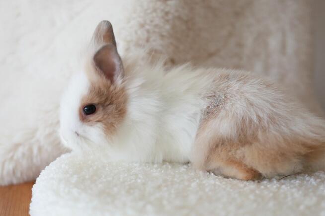 Króliki Miniaturki Małe 4 Sztuki Urocze i Piękne