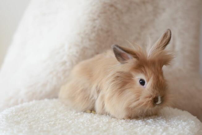 Króliki Miniaturki Małe 4 Sztuki Urocze i Piękne