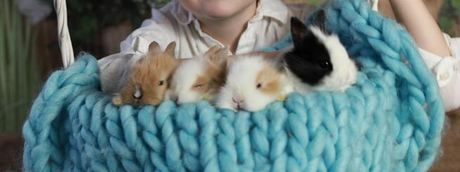 Króliki Miniaturki Małe 4 Sztuki Urocze i Piękne