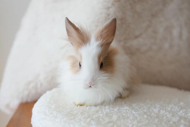 Króliki Miniaturki Małe 4 Sztuki Urocze i Piękne