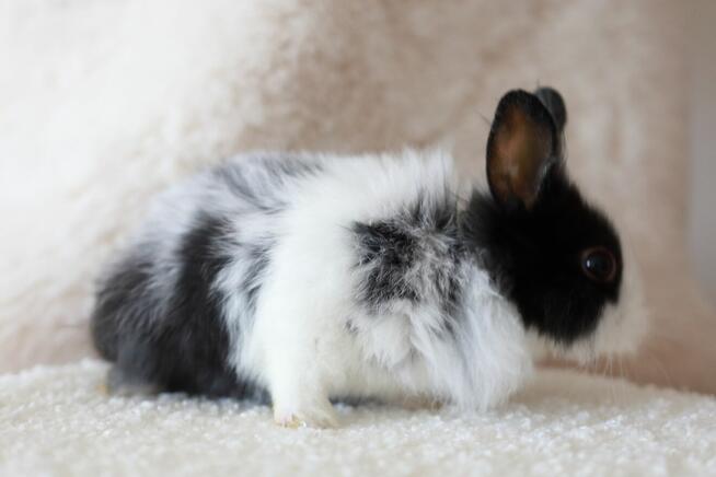 Króliki Miniaturki Małe 4 Sztuki Urocze i Piękne