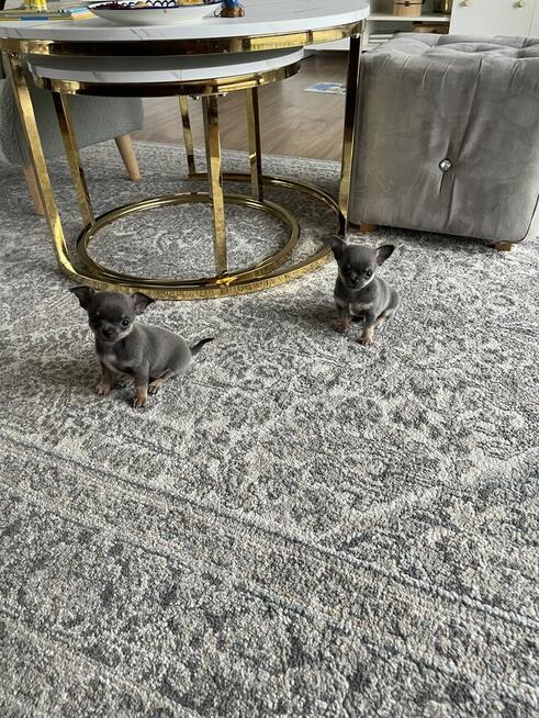 Chihuahua piękny niebieski chłopiec