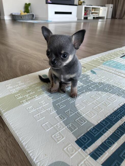 Chihuahua piękny niebieski chłopiec