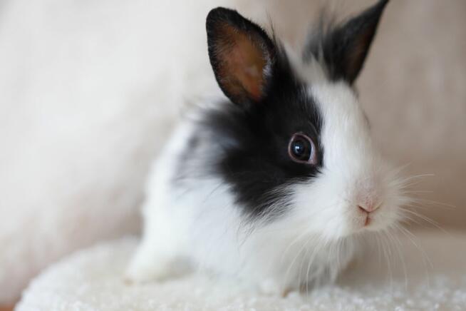 Króliki Miniaturki Małe 4 Sztuki Urocze i Piękne