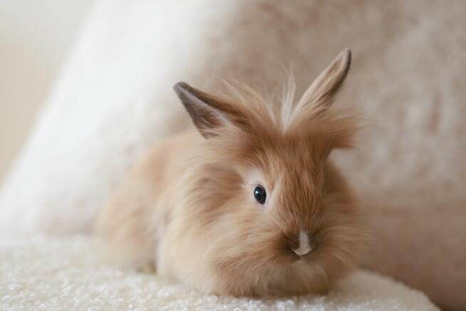 Króliki Miniaturki Małe 4 Sztuki Urocze i Piękne