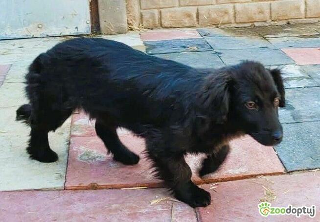 TOLA - mała, skrzywdzona sunia szuka najlepszego domu