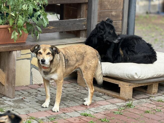 adopcja dwóch zagubionych psiaków