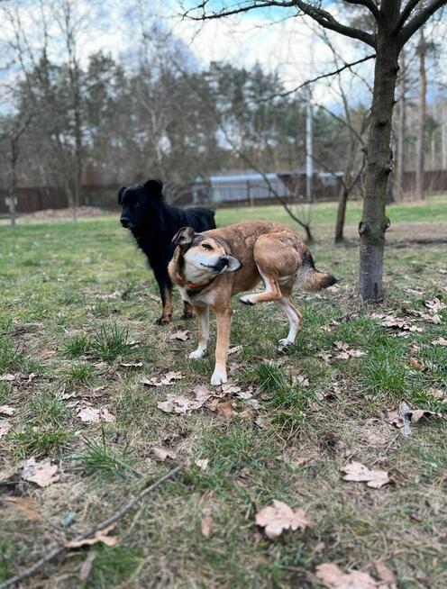 adopcja dwóch zagubionych psiaków