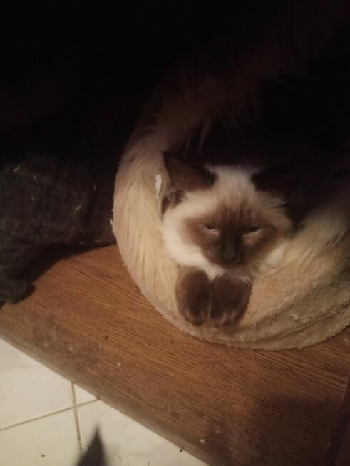 Kocurki Ragdoll Rumia