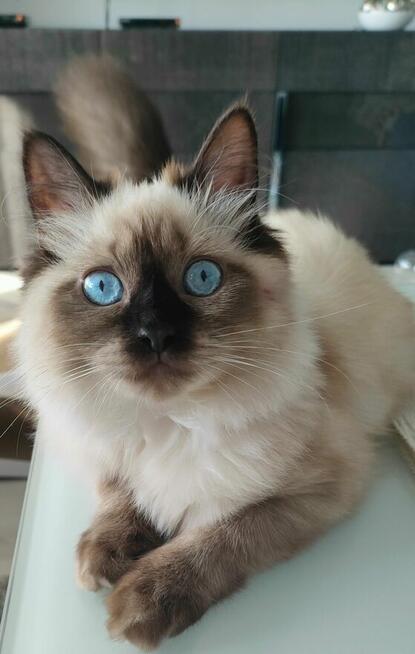 Kocurki Ragdoll Rumia