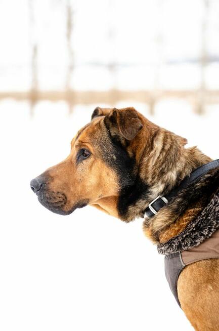 Leon - wielki pies z gołębim sercem szuka domu!