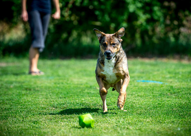 Toro – czas na spokojne życie i codzienne przygody