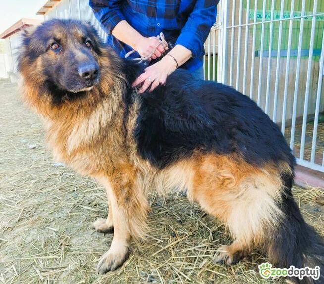 PREZES - piękny owczarek niemiecki długowłosy ADOPTUJ