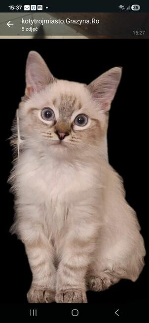 Kocurki Ragdoll Rumia