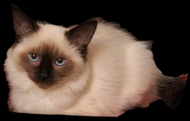 Kocurki Ragdoll Rumia