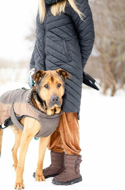 Leon - wielki pies z gołębim sercem szuka domu!