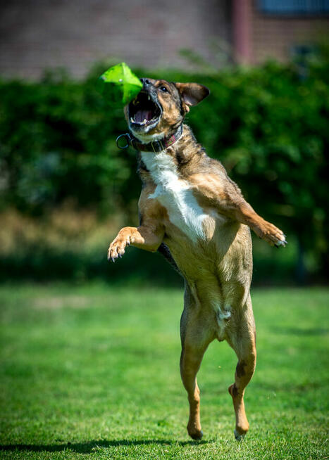 Toro – czas na spokojne życie i codzienne przygody