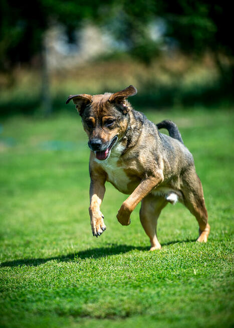 Toro – czas na spokojne życie i codzienne przygody