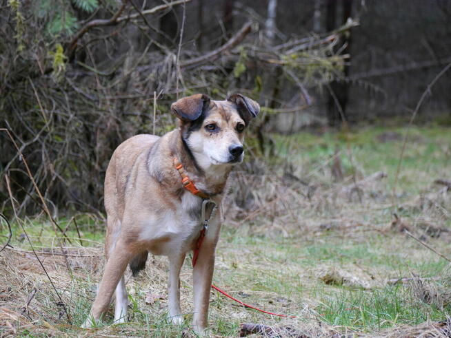 adopcja dwóch zagubionych psiaków