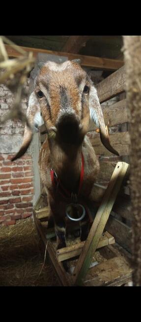 Witam sprzedam kozę anglubijską.